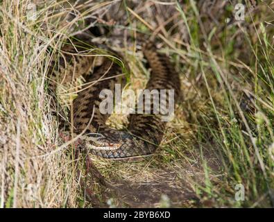 Nahaufnahme Foto eines weiblichen Kreuzotter (Vipera berus) in einem bracken Bank in der Sonne, Yorkshire, England. Stockfoto