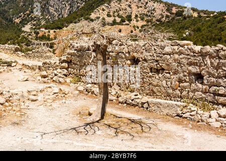 Wilder Baum wächst auf dem Hügel der Monolithos Burg auf Rhodos. Griechenland Stockfoto