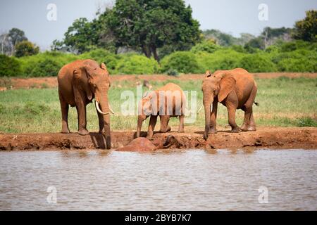 Eine Elefantenfamilie trinkt Wasser aus dem Wasserloch Stockfoto