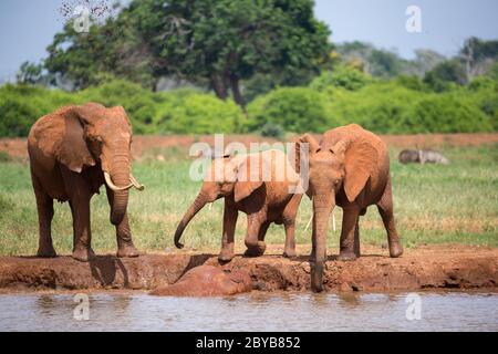 Eine Elefantenfamilie trinkt Wasser aus dem Wasserloch Stockfoto