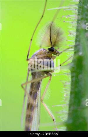 Seite der Wildfliege chironomidae chironomus Stockfoto