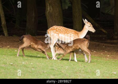 Ein Damwild füttert Stockfoto