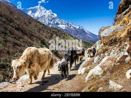 Weiße und schwarze Yaks auf dem Weg zum Everest-Basislager. Everest-Region, Nepal, Himalaya Stockfoto