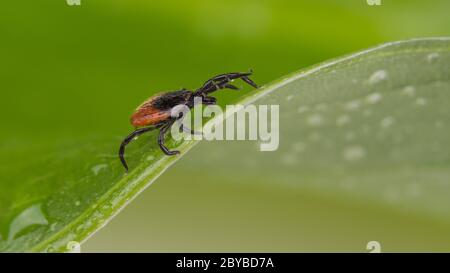 Nasser Hirsch tickt lauern auf grünen Blatt mit Regentropfen. Ixodes ricinus oder scapularis. Bewegung von kleinen Parasiten in Tau Gras Detail. Übertragung von Krankheiten. Stockfoto