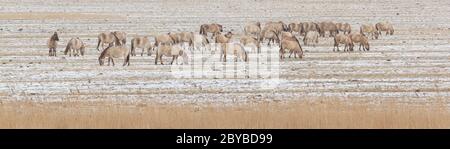 Grasende Pferde Konik Stockfoto