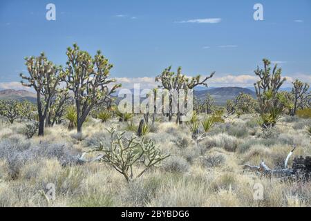 Joshua Trees in Mojave National Preserve Stockfoto