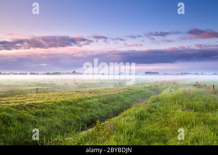 Sommer nebligen Morgen über Wiesen Stockfoto