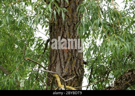 Hohl ausgehöhlt in einem Baumstamm im Wald Stockfoto