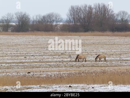 Grasende Pferde Konik Stockfoto