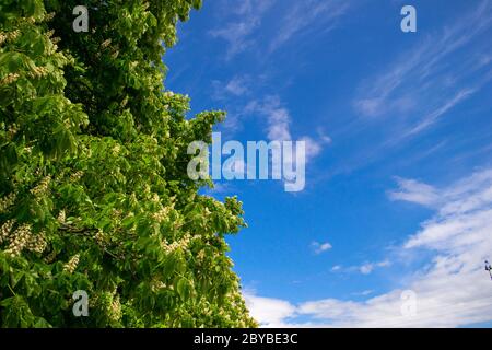 Die weißen Kerzen der blühenden Kastanie auf dem Hintergrund des blauen Himmels. Blumen von Aesculus Hippocastanum mit einem Raum für Ihren Text Stockfoto