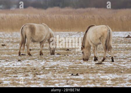 Grasende Pferde Konik Stockfoto