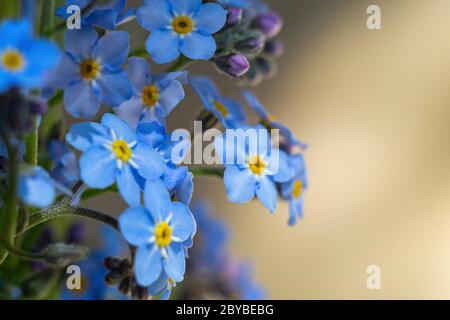 Blumenstrauß von Vergiss-mich-nicht Blumen Nahaufnahme, Makrofoto mit einem Kopierraum Stockfoto