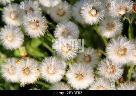 Struktur der Löwenzahn-Blüten Stockfoto