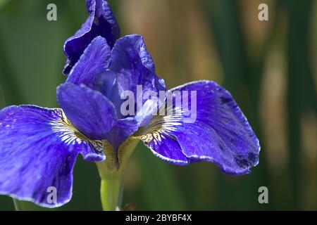 Makro von Iris Blume blauen Vogel Stockfoto