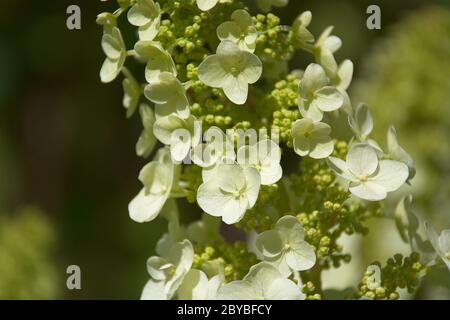 Makro der Oakleaf Hortensienblüte Stockfoto