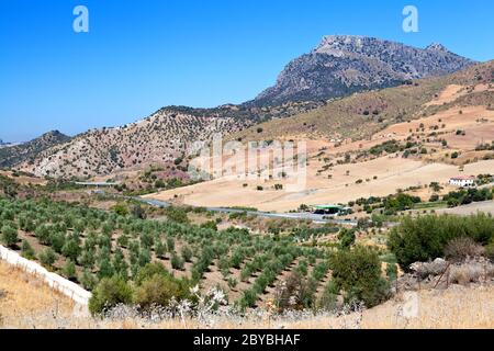 Olivenbäume und Berge in Montecorto, Spai Stockfoto