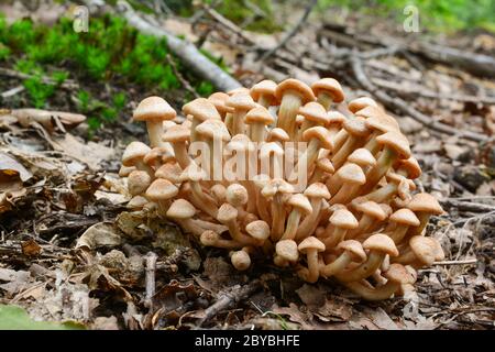 Cluster von sehr jungen Exemplaren von essbaren Wildpilzen Armillaria tabescens oder Ringless Honey Pilz in Eichenwald, Nahaufnahme Stockfoto