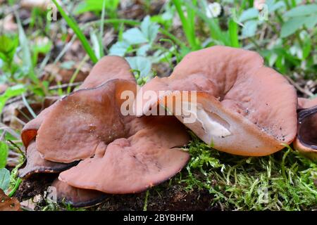 Disciotis venosa, allgemein bekannt als die Bleichbecher, veiny Cup Pilz oder die Tasse Morel, als essbare Frühjahrspilz in natürlichen Lebensraum, Nahaufnahme Stockfoto