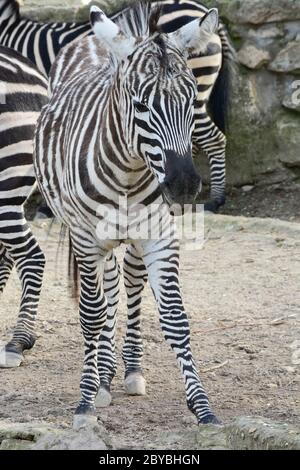 Ein Zebrafohlen in einer Herde, ältere Individuen im Hintergrund, Nahaufnahme, vertikale Ausrichtung Stockfoto