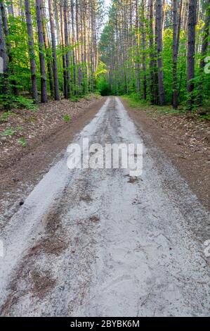 Forest Road, Spring, E USA, von James D Coppinger/Dembinsky Photo Assoc Stockfoto