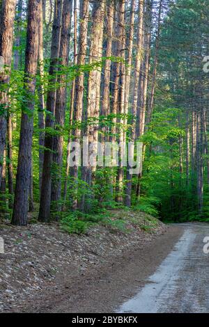 Forest Road, Spring, E USA, von James D Coppinger/Dembinsky Photo Assoc Stockfoto