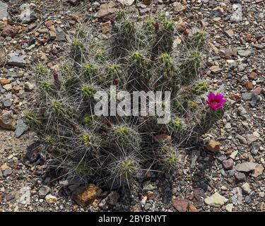 Blühender Hedge Hog Kaktus, gefunden auf dem Chihuahuan Desert Nature Trail im Big Bend Nationalpark Stockfoto