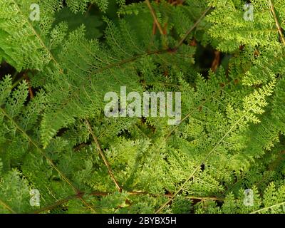 Araiostegia, aus Taiwan, Hasen-Fuß Farn Stockfoto