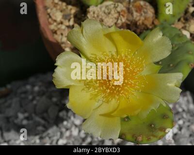 Kaktus, gelbe Blume, Nahaufnahme Stockfoto