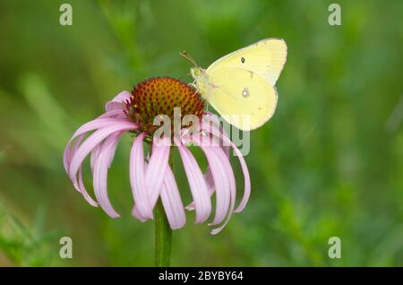 Getrübter Schwefel, Colias philodice, Nektarierung aus purpurner Koneblume, Echinacea angustifolia Stockfoto