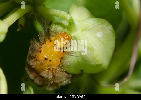 Unerwartete Cycnia, Cycnia collaris, Larven füttern auf grünen Milchkraut, Asclepias viridis Stockfoto