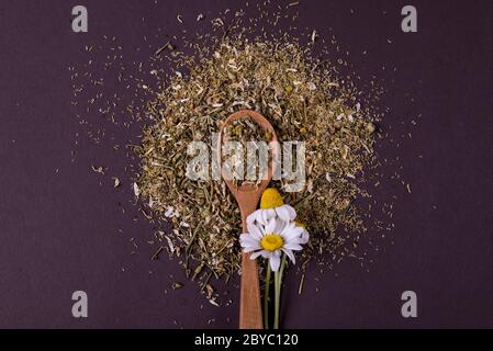 Trockener Kamillentee mit frischen Blüten der Kamille auf einem Holzlöffel auf schwarzem Hintergrund. Stockfoto