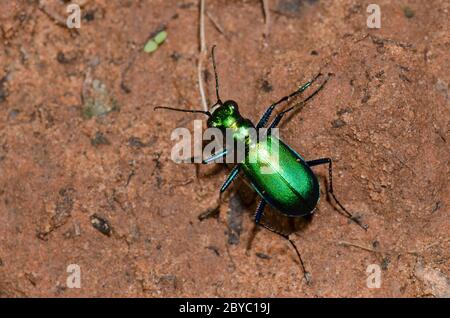 Six-Spotted Tiger Beetle, Cicindela sexguttata Stockfoto