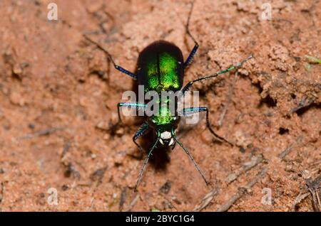 Six-Spotted Tiger Beetle, Cicindela sexguttata Stockfoto