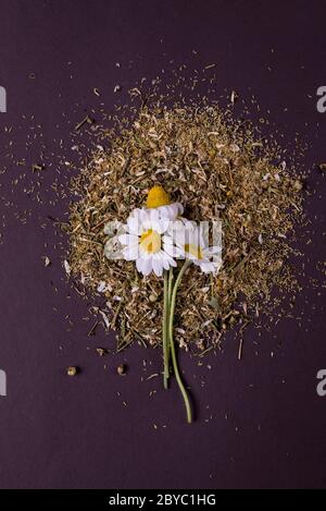 Trockener Kamillentee mit frischen Blüten der Kamille auf einem Holzlöffel auf schwarzem Hintergrund. Stockfoto
