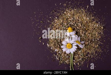 Trockener Kamillentee mit frischen Blüten der Kamille auf einem Holzlöffel auf schwarzem Hintergrund. Stockfoto