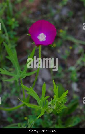 Winecup, Callyrhoe involucrata Stockfoto