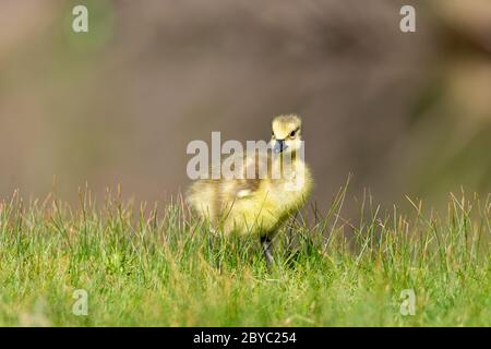 Kanadische Gans (Branta canadensis), die im Gras zuckend Stockfoto