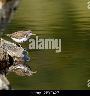 Spiegelung des auf Felsen stehenden Sandpiper (Actitis macularius) Stockfoto