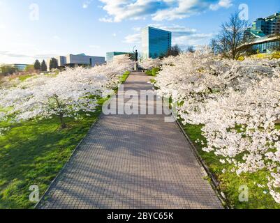 Schöne Luftaufnahme des blühenden Sakura Parks im Stadtzentrum von Vilnius. Sugihara Kirschbaumgarten blüht am sonnigen Aprilmorgen. Frühling in Vil Stockfoto