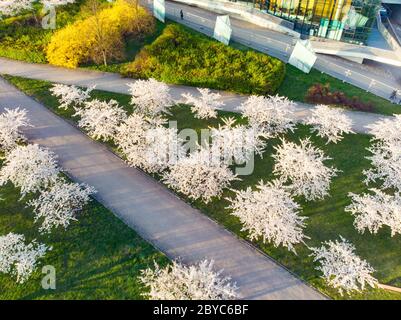 Schöne Luftaufnahme des blühenden Sakura Parks im Stadtzentrum von Vilnius. Sugihara Kirschbaumgarten blüht am sonnigen Aprilmorgen. Frühling in Vil Stockfoto