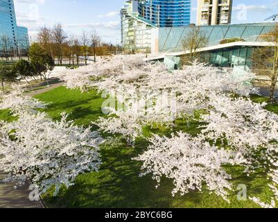 Schöne Luftaufnahme des blühenden Sakura Parks im Stadtzentrum von Vilnius. Sugihara Kirschbaumgarten blüht am sonnigen Aprilmorgen. Frühling in Vil Stockfoto