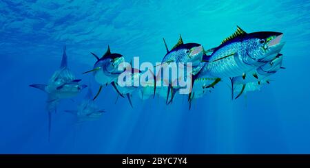 Raubtiere Blue Marlin jagen nach einer Unterseeschule von Gelbflossenthunfischen im Atlantik. Stockfoto
