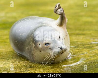 Seehunde ruhen im Wasser Stockfoto