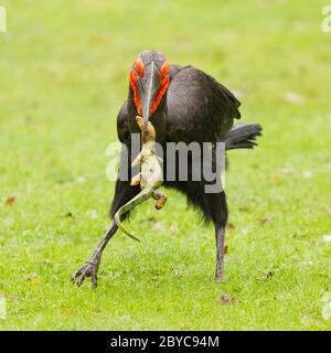 Südliche Hornrabe (Bucorvus Leadbeateri) Stockfoto