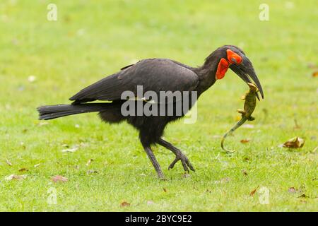 Südliche Hornrabe (Bucorvus Leadbeateri) Stockfoto