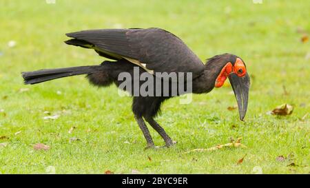 Südliche Hornrabe (Bucorvus Leadbeateri) Stockfoto