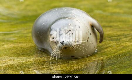 Seehunde ruhen im Wasser Stockfoto