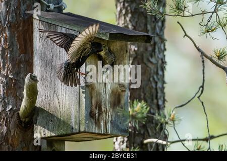 Der schöne gemeine Starling (Sturnus vulgaris) füttert die Nestlinge tief in der Kehle am Nistkasten in Uppland, Schweden Stockfoto