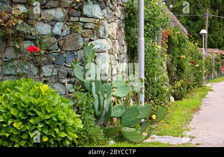 Steinmauer mit Rosen verschiedener Arten und Farben und einem schönen Kaktus dekoriert Stockfoto