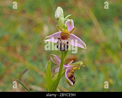 Knospen und 2 Bienenorchideen (Ophrys apifera) auf Dornen bei Kolonie, die viele Variationen von Muster und Form in Lancashire, England, zeigen Stockfoto